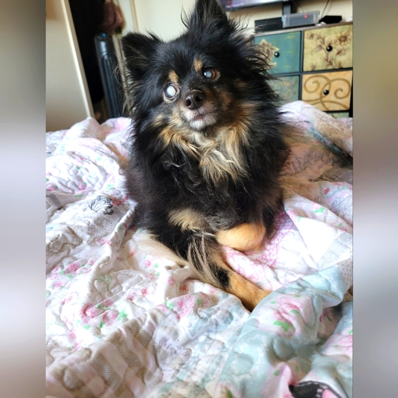I LOVE OFFERS..and DOGS!!💜 - Picture 3 of 10